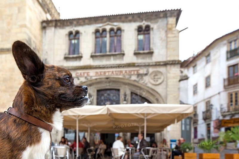 Dog in front of a street cafe, Coimbra, Coimbra district, Portugal, Europe, aerial view, birds-eyes view, Travel, travel photography