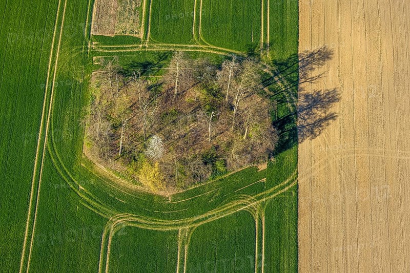 Aerial view, forest in a meadow, trees with shadows, shapes and colours, Borker Straße, Cappenberg, Selm, Münsterland, North Rhine-Westphalia, Germany, DE, Europe, aerial view, aerial photography, aerial photography, overview, bird's-eye view, overview