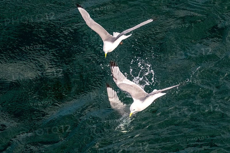 Seagulls in flight while fishing in the harbour, Vardø, Finnmark, Norway, Scandinavia, Europe, adventure travel, fishing, tourism, harbour, Hurtigruten, Hurtigruten trip, cruise, NOR, travel, destination, sea trip, sightseeing, tourism, birds, in flight, Norwegian, Scandinavian, touristic