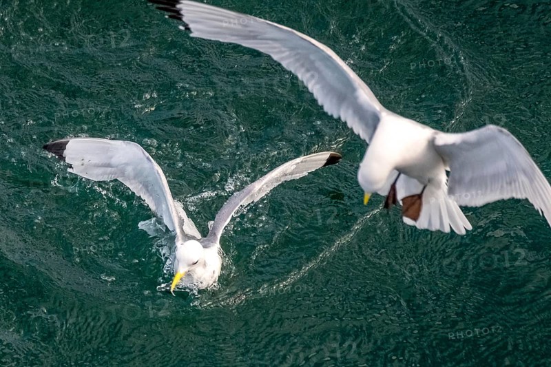 Seagulls in flight while fishing in the harbour, Vardø, Finnmark, Norway, Scandinavia, Europe, adventure travel, fishing, tourism, harbour, Hurtigruten, Hurtigruten trip, cruise, NOR, travel, destination, sea trip, sightseeing, tourism, birds, in flight, Norwegian, Scandinavian, touristic