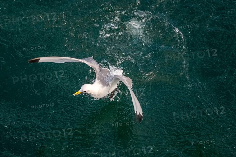 Seagulls in flight while fishing in the harbour, Vardø, Finnmark, Norway, Scandinavia, Europe, adventure travel, fishing, tourism, harbour, Hurtigruten, Hurtigruten trip, cruise, NOR, travel, destination, sea trip, sightseeing, tourism, birds, in flight, Norwegian, Scandinavian, touristic