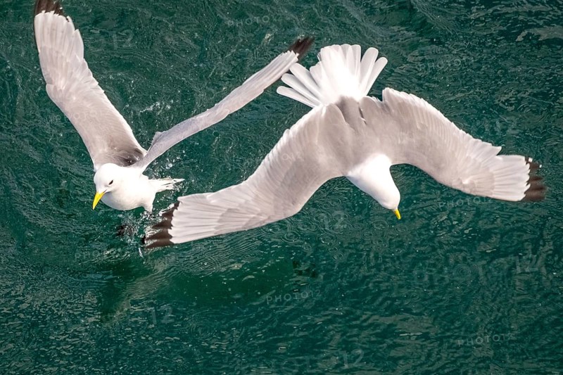 Seagulls in flight while fishing in the harbour, Vardø, Finnmark, Norway, Scandinavia, Europe, adventure travel, fishing, tourism, harbour, Hurtigruten, Hurtigruten trip, cruise, NOR, travel, destination, sea trip, sightseeing, tourism, birds, in flight, Norwegian, Scandinavian, touristic
