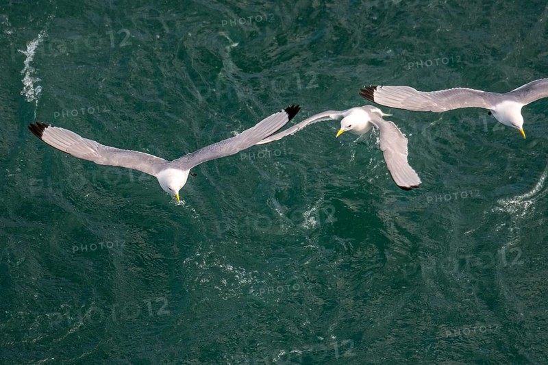 Seagulls in flight while fishing in the harbour, Vardø, Finnmark, Norway, Scandinavia, Europe, adventure travel, fishing, tourism, harbour, Hurtigruten, Hurtigruten trip, cruise, NOR, travel, destination, sea trip, sightseeing, tourism, birds, in flight, Norwegian, Scandinavian, touristic