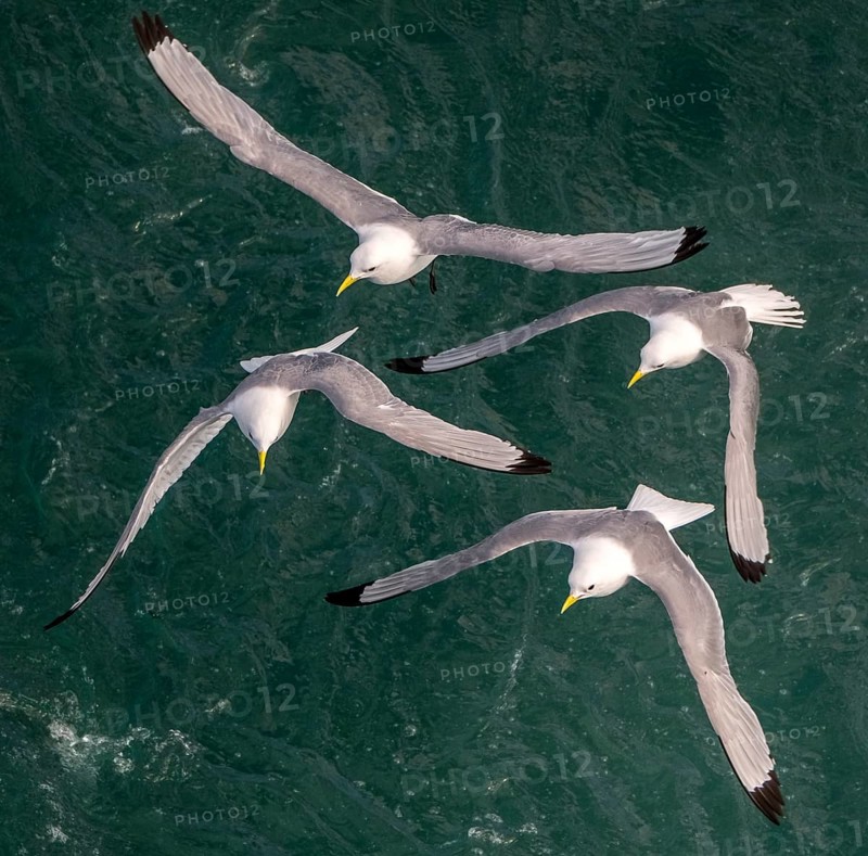 Seagulls in flight while fishing in the harbour, Vardø, Finnmark, Norway, Scandinavia, Europe, adventure travel, fishing, tourism, harbour, Hurtigruten, Hurtigruten trip, cruise, NOR, travel, destination, sea trip, sightseeing, tourism, birds, in flight, Norwegian, Scandinavian, touristic