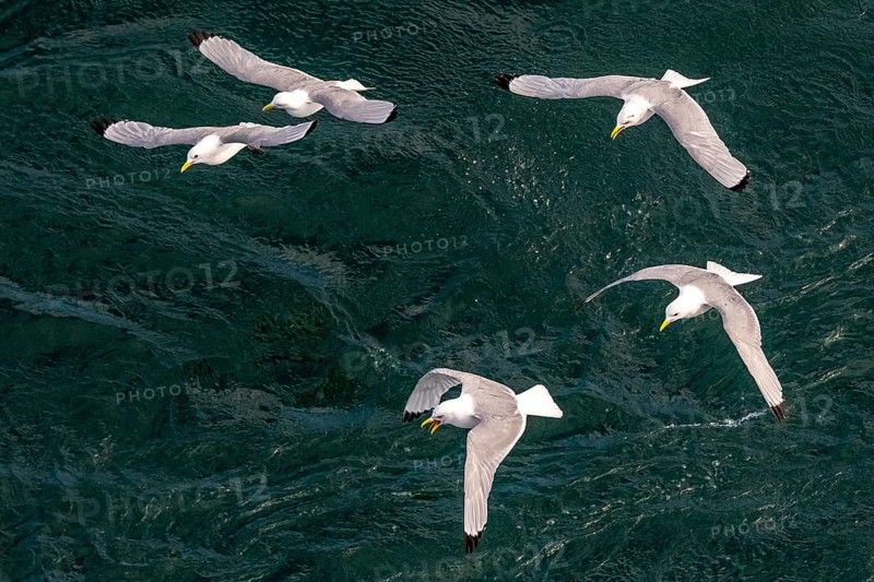 Seagulls in flight while fishing in the harbour, Vardø, Finnmark, Norway, Scandinavia, Europe, adventure travel, fishing, tourism, harbour, Hurtigruten, Hurtigruten trip, cruise, NOR, travel, destination, sea trip, sightseeing, tourism, birds, in flight, Norwegian, Scandinavian, touristic