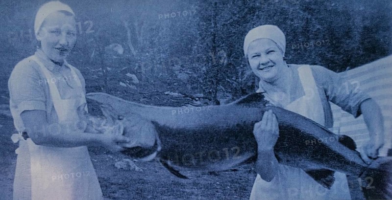 Photo of largest Atlantic salmon catch, Kirkenes, Finnmark, Norway, Scandinavia, Europe, adventure travel, tourism, Hurtigruten, Hurtigruten voyage, cruise, salmon photo, NOR, travel, destination, sea voyage, sightseeing, tourism, Norwegian, Scandinavian, touristic