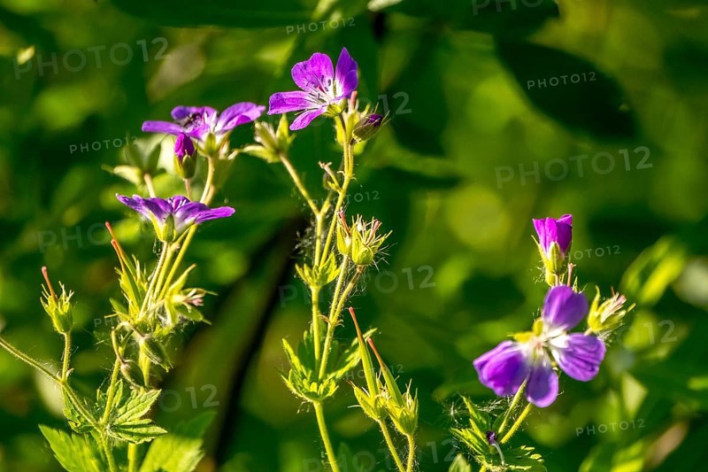 Forest Cranesbill - Geranium sylvaticum, Kirkenes, Finnmark, Norway, Scandinavia, Europe, adventure travel, flower, tourism, Hurtigruten, Hurtigruten voyage, cruise, NOR, plant, travel, destination, sea voyage, sightseeing, tourism, Norwegian, Scandinavian, touristic