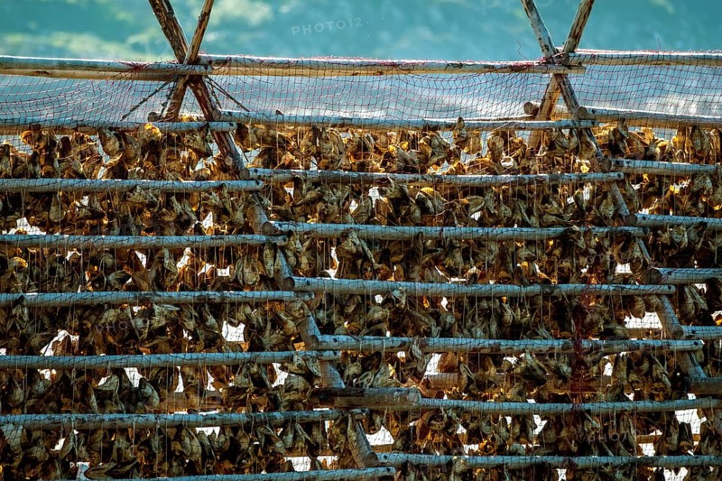 Stockfish drying on wooden rack, Kjøllefjord, Finnmark, Norway, Scandinavia, Europe, adventure travel, food and drink, fjord, tourism, Hurtigruten, Hurtigruten voyage, Kjøllefjord, cruise, NOR, travel, destination, sea voyage, sightseeing, stockfish preparation, tourism, Norwegian, Norwegian tradition, Scandinavian, touristic