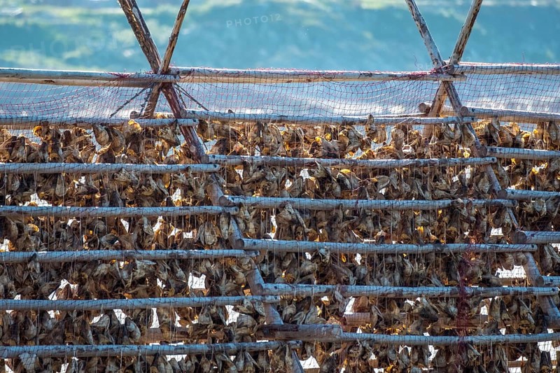 Stockfish drying on wooden rack, Kjøllefjord, Finnmark, Norway, Scandinavia, Europe, adventure travel, food and drink, fjord, tourism, Hurtigruten, Hurtigruten voyage, Kjøllefjord, cruise, NOR, travel, destination, sea voyage, sightseeing, stockfish preparation, tourism, Norwegian, Norwegian tradition, Scandinavian, touristic