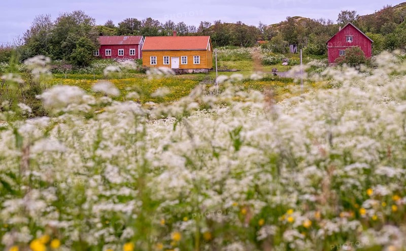 Lofotmuseet, Lofoten Museum, flower meadow, Kabelvåg, Nordland, Norway, Scandinavia, Europe, adventure trip, destination, fishing huts, tourism, Hurtigruten, Hurtigruten trip, huts, Kabelvåg, cruise, life of the Lofoten fishermen, life of the Lofoten people, Lofoten, Lofoten fishing, museum, NOR, travel, destination, sea voyage, sight, sightseeing, Storvåganveien, tourism, meadows and fields, living and working, living and life, former fishing village, historical, Norwegian, Scandinavian, touristy