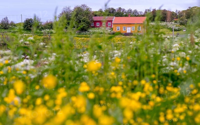 Lofotmuseet, Lofoten Museum, flower meadow, Kabelvåg, Nordland, Norway, Scandinavia, Europe, adventure trip, destination, fishing huts, tourism, Hurtigruten, Hurtigruten trip, huts, Kabelvåg, cruise, life of the Lofoten fishermen, life of the Lofoten people, Lofoten, Lofoten fishing, museum, NOR, travel, destination, sea voyage, sight, sightseeing, Storvåganveien, tourism, meadows and fields, living and working, living and life, former fishing village, historical, Norwegian, Scandinavian, touristy