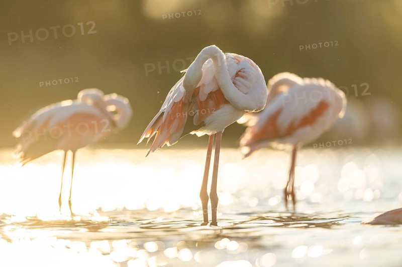 Greater Flamingo (Phoenicopterus roseus) standing in the water cleaning its feathers at sunset, Parc Naturel Regional de Camargue, France