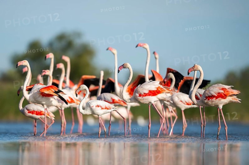 Greater Flamingos (Phoenicopterus roseus) walking in the water while shaking there wings, Parc Naturel Regional de Camargue, France