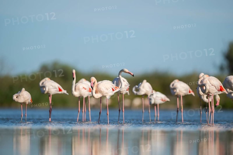 Greater Flamingos (Phoenicopterus roseus) standing in the water, Parc Naturel Regional de Camargue, France