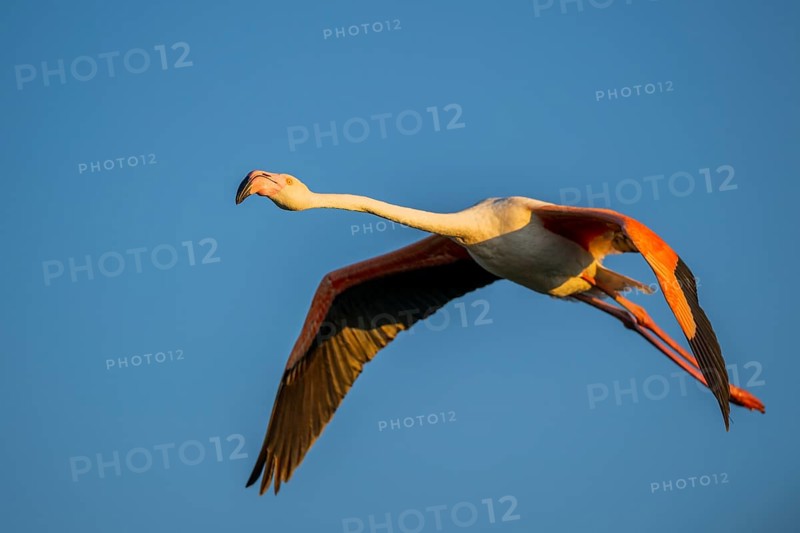 Greater Flamingo (Phoenicopterus roseus) flying in the sky at sunset, Parc Naturel Regional de Camargue, France