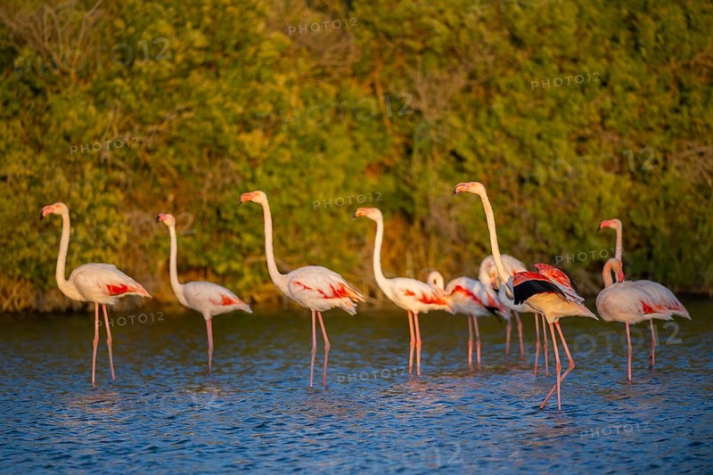Greater Flamingo (Phoenicopterus roseus) standing in the water at sunset, Parc Naturel Regional de Camargue, France