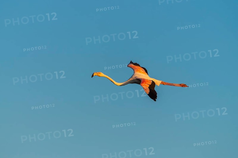 Greater Flamingo (Phoenicopterus roseus) flying in the sky at sunset, Parc Naturel Regional de Camargue, France
