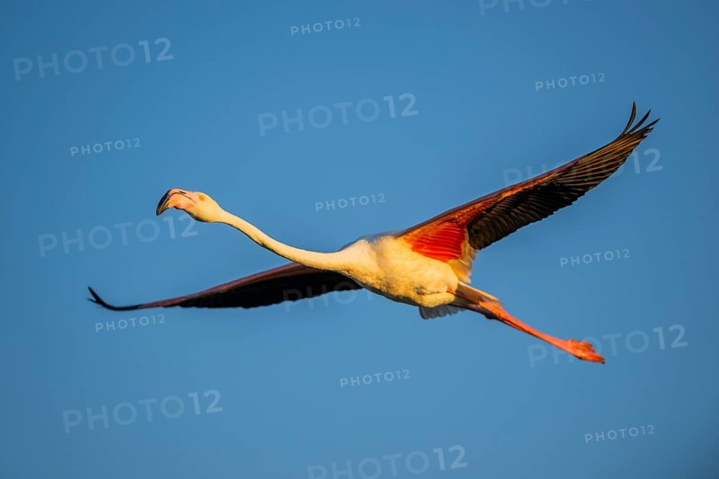 Greater Flamingo (Phoenicopterus roseus) flying in the sky at sunset, Parc Naturel Regional de Camargue, France