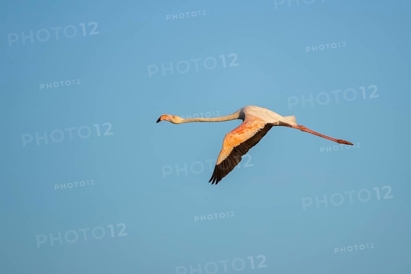 Greater Flamingo (Phoenicopterus roseus) flying in the sky, Parc Naturel Regional de Camargue, France