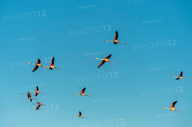 Greater Flamingo (Phoenicopterus roseus) flying in the sky, Parc Naturel Regional de Camargue, France