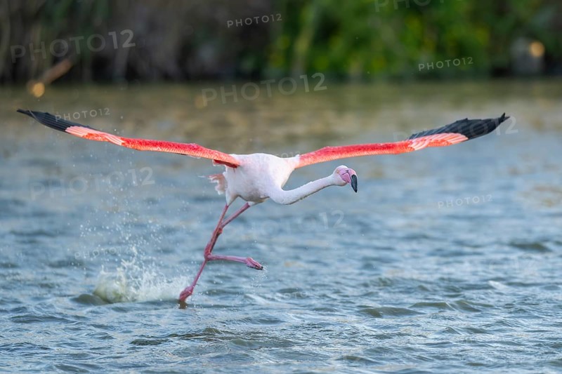 Greater Flamingo (Phoenicopterus roseus) starts flying from the water at sunset, Parc Naturel Regional de Camargue, France