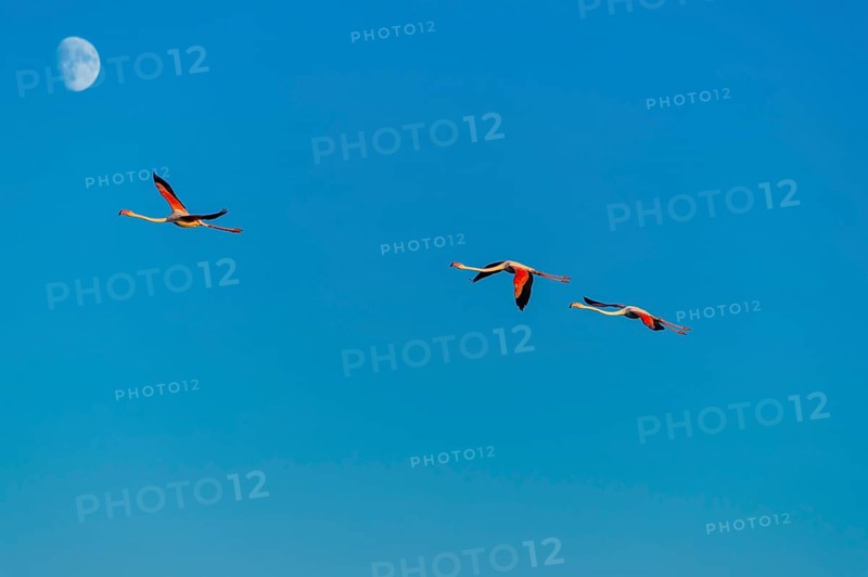 Greater Flamingo (Phoenicopterus roseus) flying in the sky with the moon in the background at sunset, Parc Naturel Regional de Camargue, France