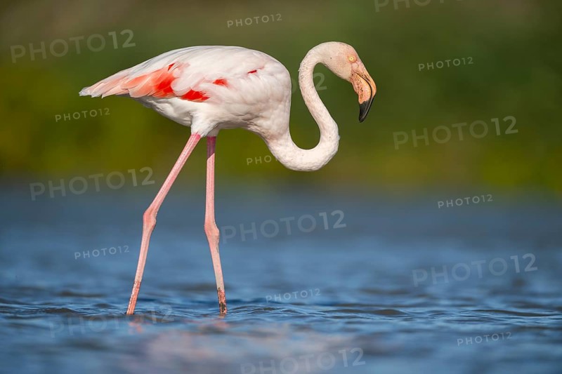 Greater Flamingo (Phoenicopterus roseus) walking in the water, Parc Naturel Regional de Camargue, France