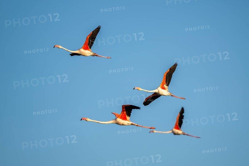 Greater Flamingo (Phoenicopterus roseus) flying in the sky, Parc Naturel Regional de Camargue, France