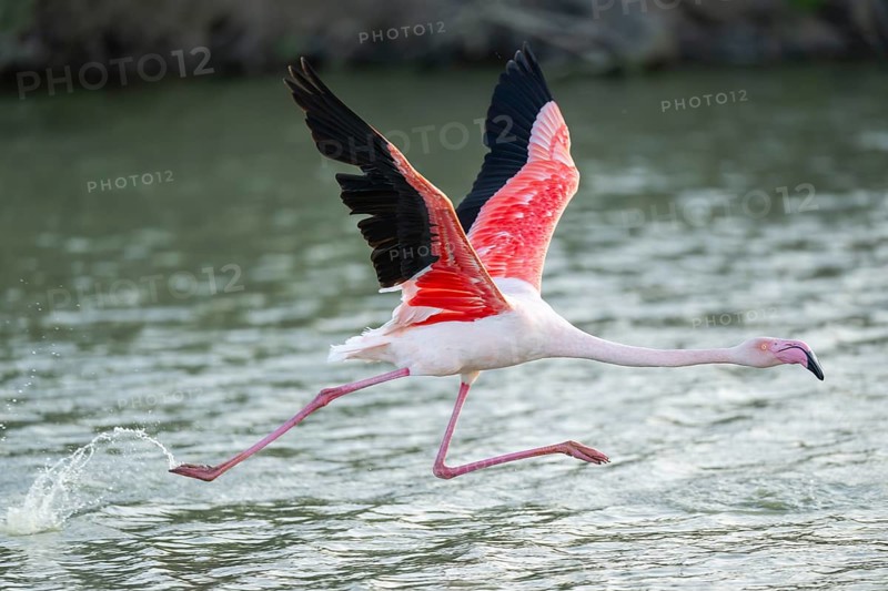 Greater Flamingo (Phoenicopterus roseus) starts flying from the water at sunset, Parc Naturel Regional de Camargue, France