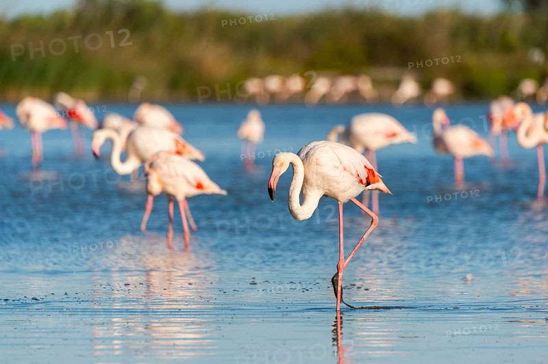 Greater Flamingos (Phoenicopterus roseus) walking in the water, Parc Naturel Regional de Camargue, France