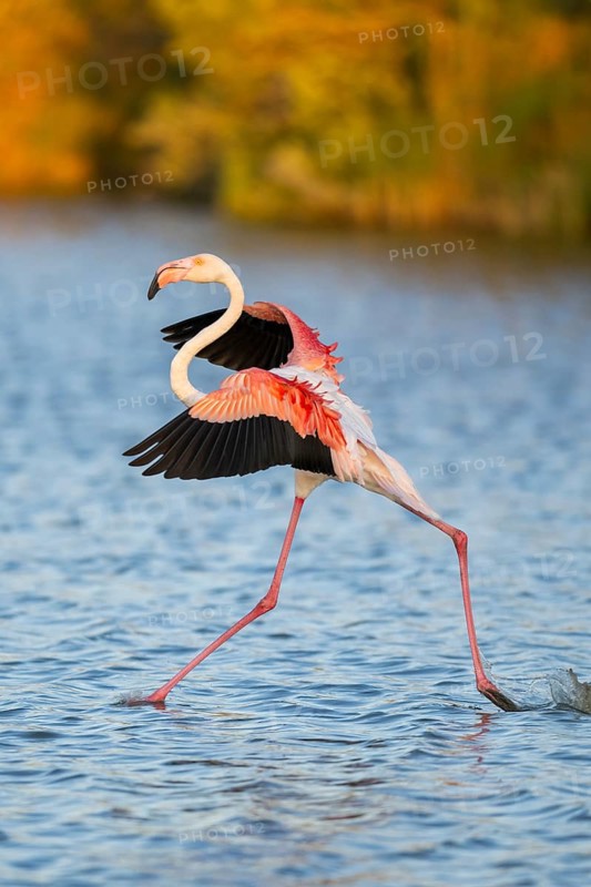 Greater Flamingo (Phoenicopterus roseus) landing in the water at sunset, Parc Naturel Regional de Camargue, France