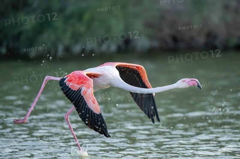 Greater Flamingo (Phoenicopterus roseus) starts flying from the water at sunset, Parc Naturel Regional de Camargue, France