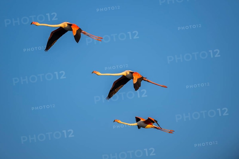 Greater Flamingo (Phoenicopterus roseus) flying in the sky at sunset, Parc Naturel Regional de Camargue, France