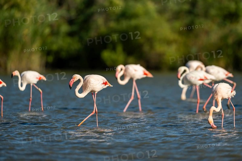 Greater Flamingos (Phoenicopterus roseus) walking in the water, Parc Naturel Regional de Camargue, France