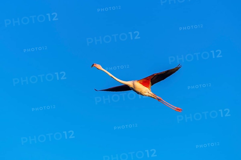 Greater Flamingo (Phoenicopterus roseus) flying in the sky at sunset, Parc Naturel Regional de Camargue, France