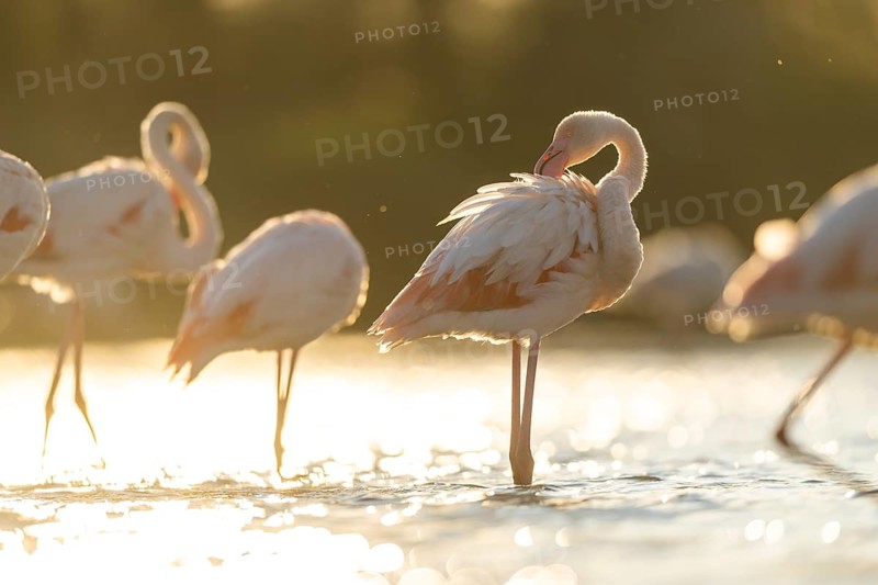 Greater Flamingo (Phoenicopterus roseus) standing in the water at sunset, Parc Naturel Regional de Camargue, France