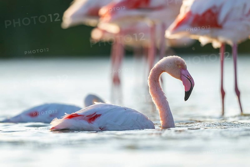 Greater Flamingo (Phoenicopterus roseus) in the water cleaning its feathers at sunset, Parc Naturel Regional de Camargue, France
