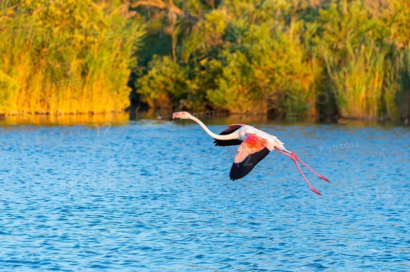 Greater Flamingo (Phoenicopterus roseus) landing in the water at sunset, Parc Naturel Regional de Camargue, France
