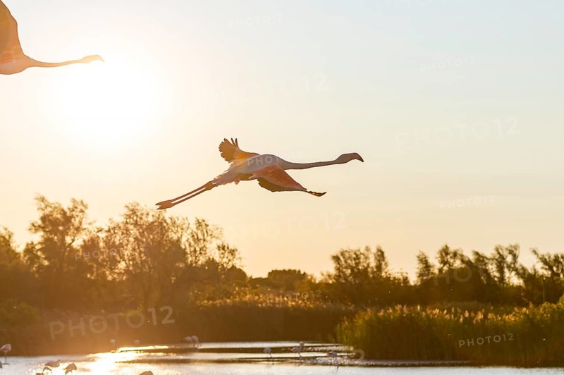 Greater Flamingo (Phoenicopterus roseus) flying in the sky, Parc Naturel Regional de Camargue, France