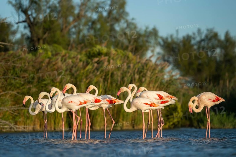 Greater Flamingos (Phoenicopterus roseus) standing in the water, Parc Naturel Regional de Camargue, France