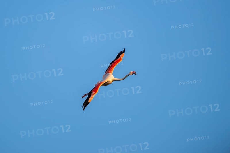 Greater Flamingo (Phoenicopterus roseus) flying in the sky at sunset, Parc Naturel Regional de Camargue, France