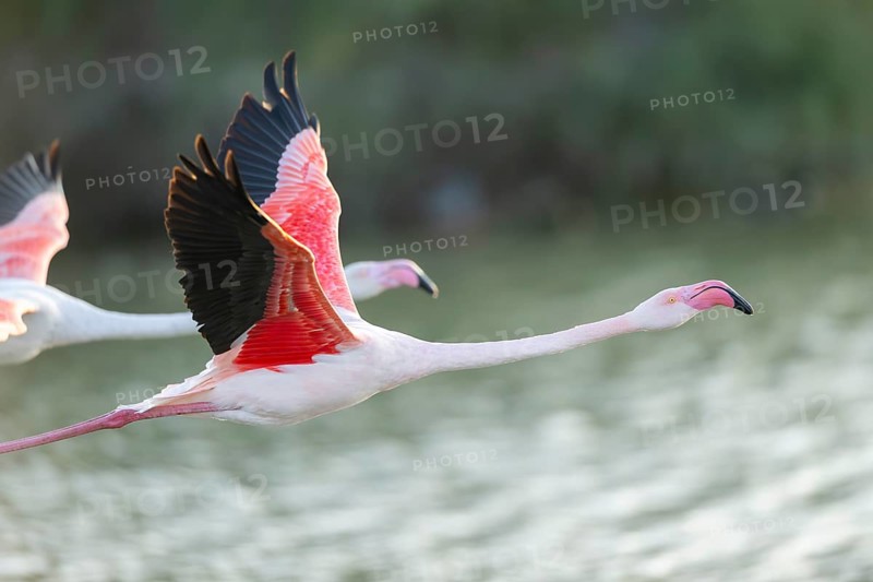 Greater Flamingo (Phoenicopterus roseus) starts flying from the water at sunset, Parc Naturel Regional de Camargue, France