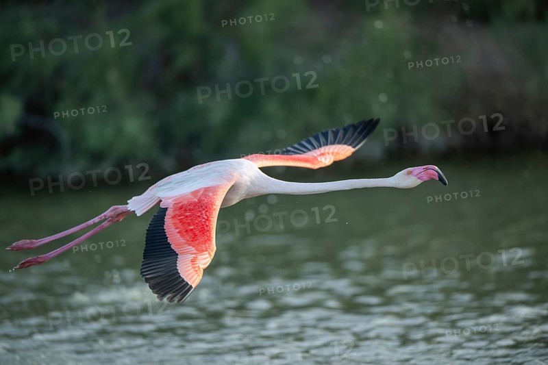 Greater Flamingo (Phoenicopterus roseus) starts flying from the water at sunset, Parc Naturel Regional de Camargue, France