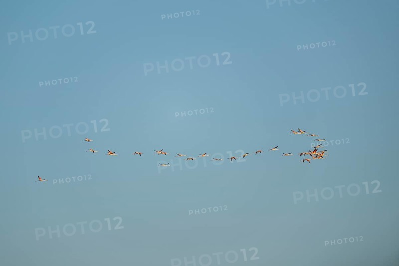 Greater Flamingo (Phoenicopterus roseus) flying in the sky at sunset, Parc Naturel Regional de Camargue, France