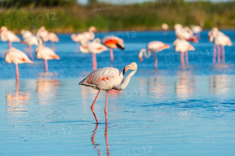 Greater Flamingo (Phoenicopterus roseus) standing in the water, Parc Naturel Regional de Camargue, France