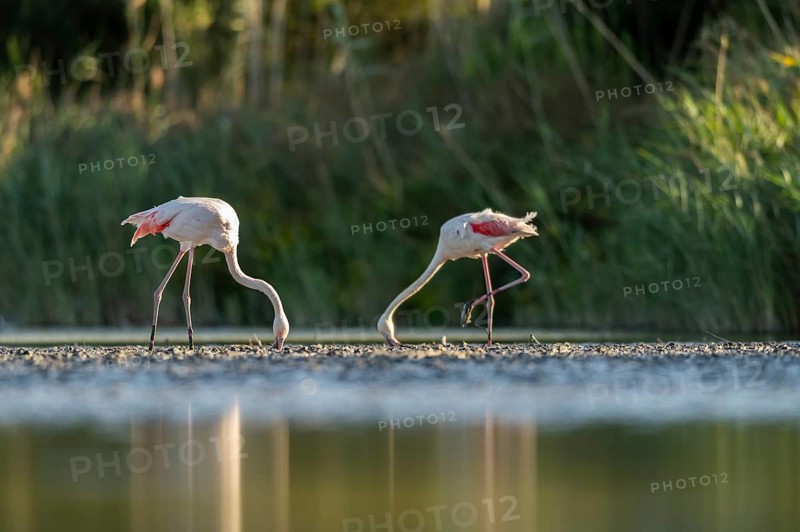 Greater Flamingo (Phoenicopterus roseus) standing in the water, Parc Naturel Regional de Camargue, France