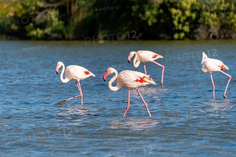 Greater Flamingos (Phoenicopterus roseus) walking in the water, Parc Naturel Regional de Camargue, France