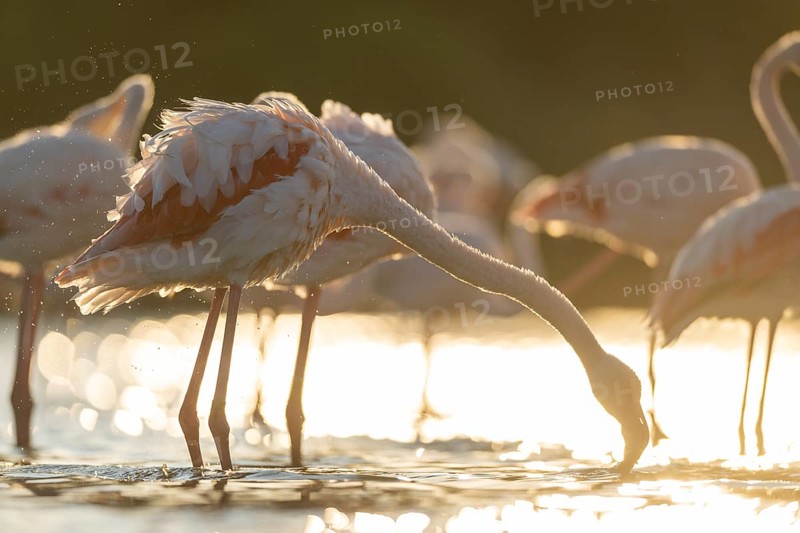 Greater Flamingo (Phoenicopterus roseus) standing in the water cleaning its feathers at sunset, Parc Naturel Regional de Camargue, France