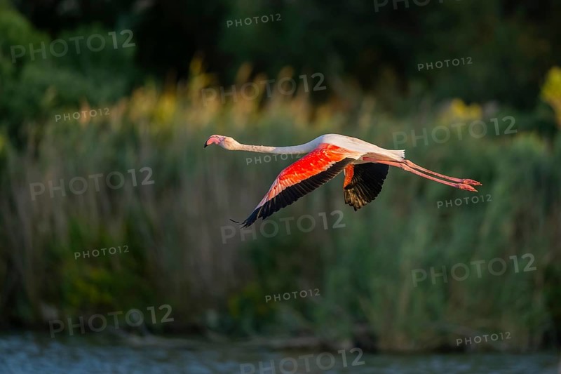Greater Flamingo (Phoenicopterus roseus) starts flying from the water at sunset, Parc Naturel Regional de Camargue, France