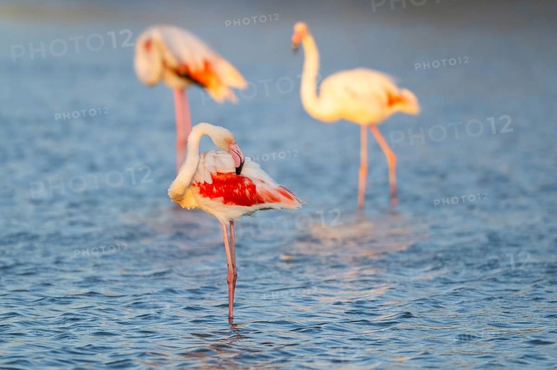 Greater Flamingo (Phoenicopterus roseus) standing in the water at sunset, Parc Naturel Regional de Camargue, France